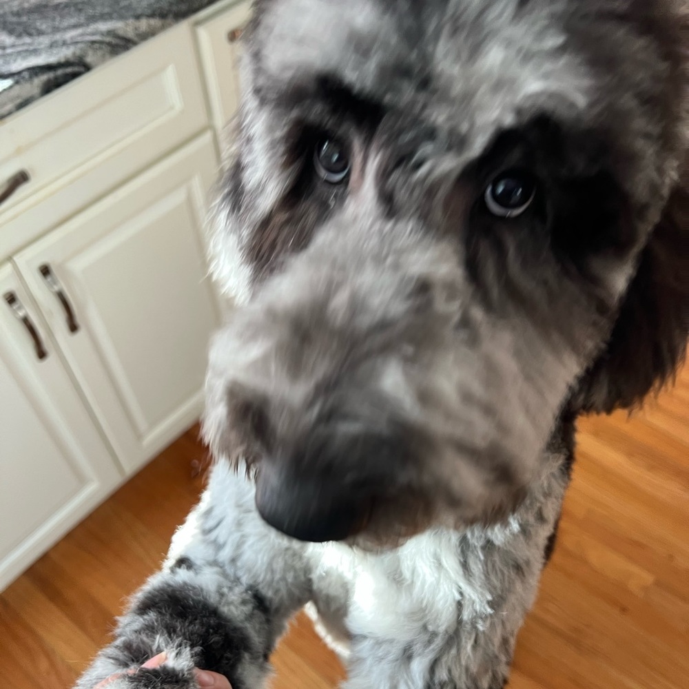 Meet your Posher, Annlisa